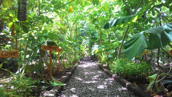 Merta Harum Agro coffee plantation